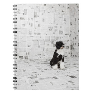 Portugiesischer Wasser-Hund im Raum herein umfaßt Notizblock