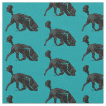 Portugiesischer Wasserdog - Track / Scent Turquois