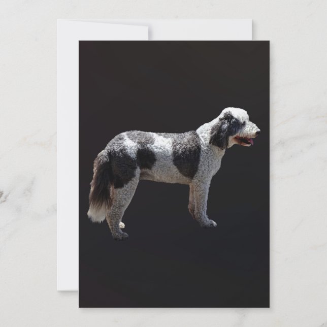 Portugiesischer Wasserhund (Vorderseite)