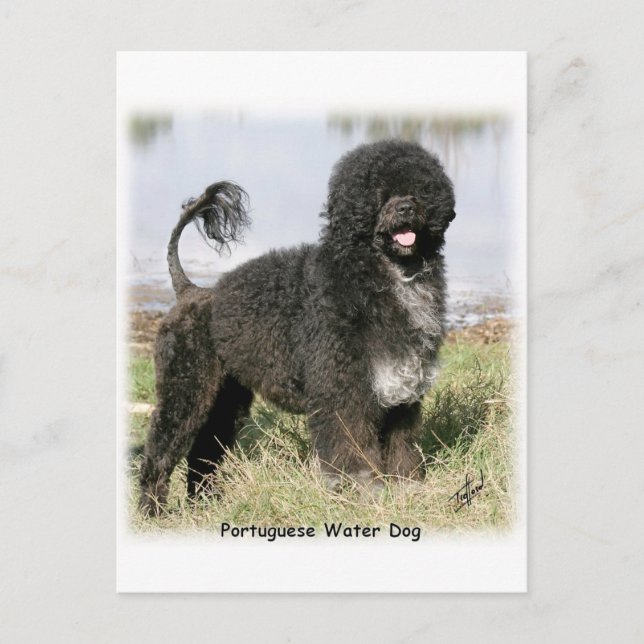 Portugiesischer Wasserhund 9Y154D-030 Postkarte (Vorderseite)