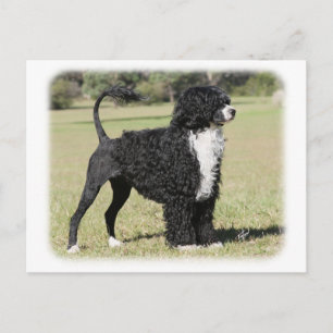 Portugiesischer Wasserhund 9Y510D-145 Postkarte