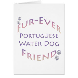 Portugiesischer Wasserhund Furever