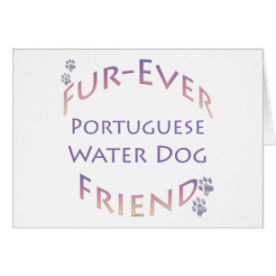 Portugiesischer Wasserhund Furever