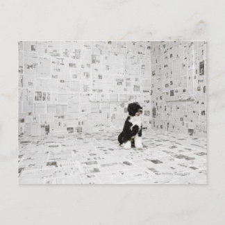 Portugiesischer Wasserhund im Zimmer Postkarte