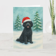Portugiesischer Wasserhund