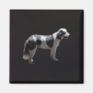 Portugiesischer Wasserhund Magnet