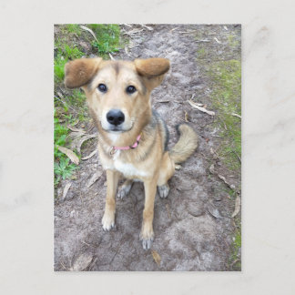 Portuguese Akita and German Shepherd mix female Postkarte