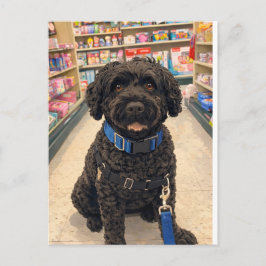 Portuguese Water Dogs Anime Anemi Postcard Postkarte