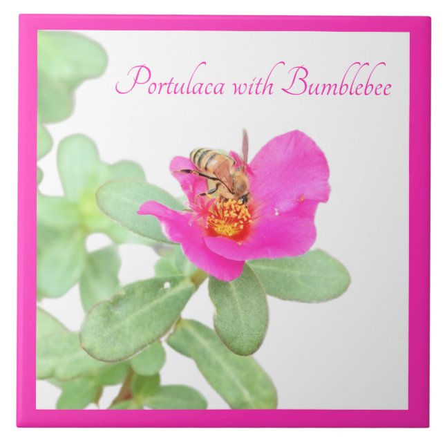 Portulaca mit Hummeln auf weiß Fliese (Vorderseite)