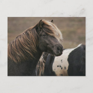 Pose Brown Horse Postkarte