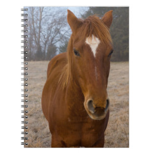Pose Notizblock