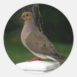 Posed Mourning Dove Runder Aufkleber