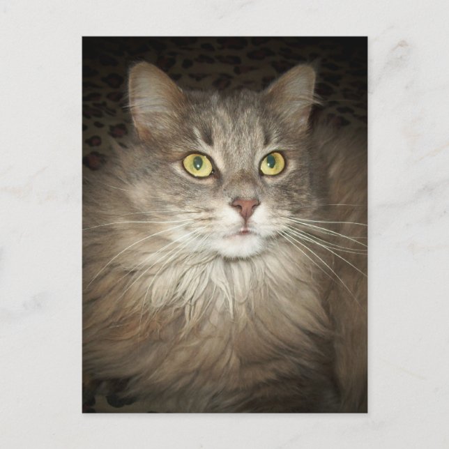 Posen Postkarte (Vorderseite)