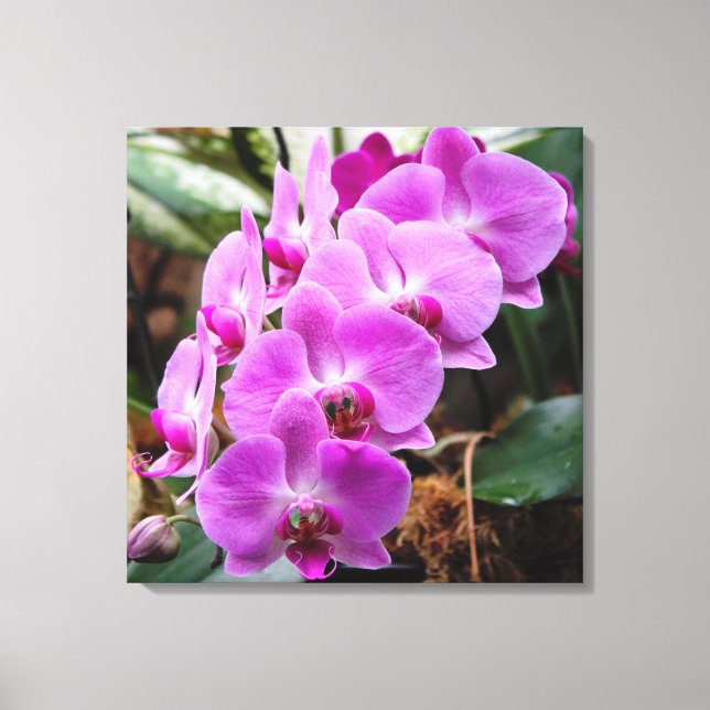 Posh Lila Orchids Stretched Canvas Print Leinwanddruck (Vorderseite)