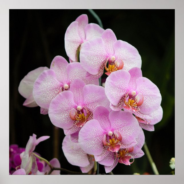 Posh Pink Orchids Poster (Vorne)