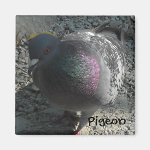 Posierende Taube Magnet