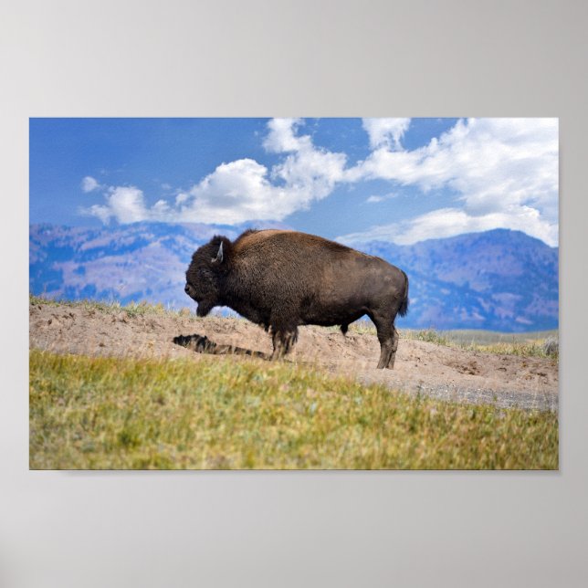 Posing Bison Bull, Hayden Valley, Gelbstein Poster (Vorne)