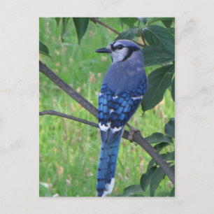 Posing Blue Jay Postkarte