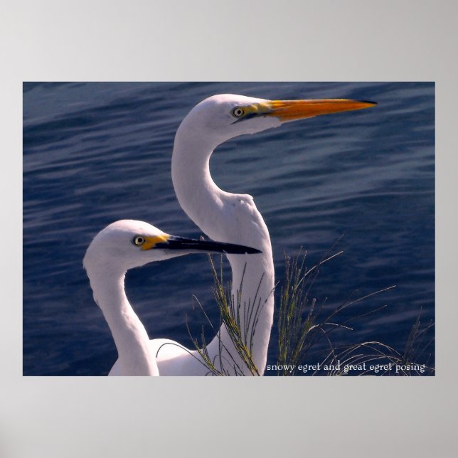 Posing Egrets Poster (Vorne)