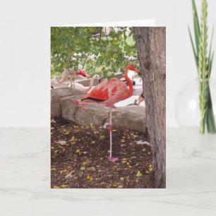 "Posing Flamingo" Vielen Dank Karte