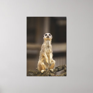 Posing Meerkat Leinwanddruck