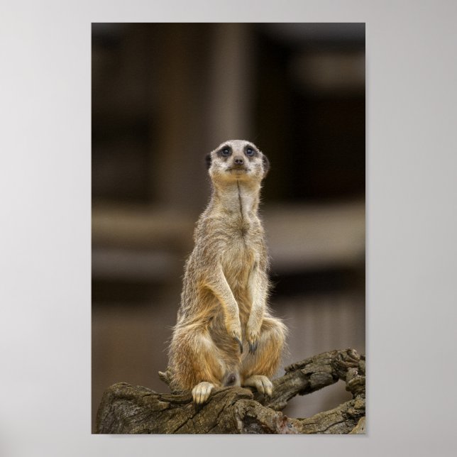 Posing Meerkat Poster (Vorne)