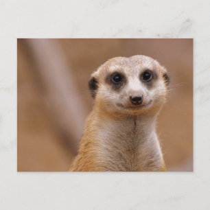 Posing Meerkat Postkarte