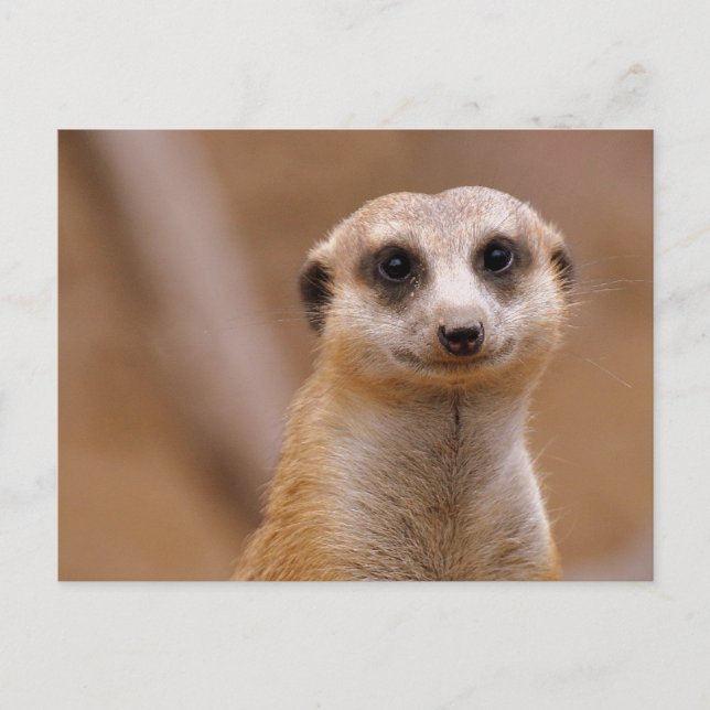 Posing Meerkat Postkarte (Vorderseite)