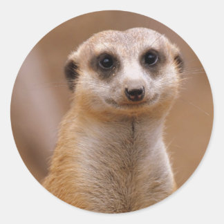 Posing Meerkat Runder Aufkleber