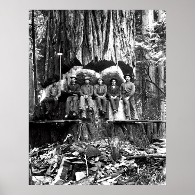 POSING mit einem GIANT REDWOOD c. 1889 Poster (Vorne)