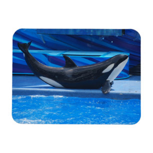 Posing Orca Flexible Magnet