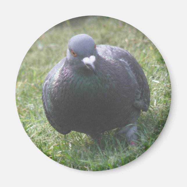 Posing Pigeon Magnet (Vorne)