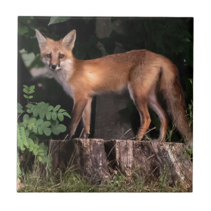 Posing Red Fox Fliese