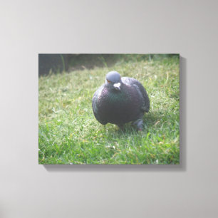 Posing Taube Canvas Print Leinwanddruck