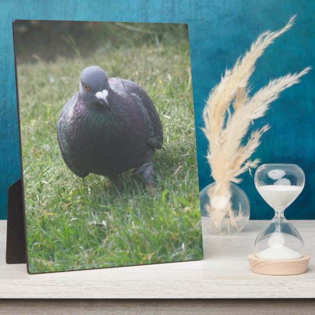 Posing Taube Plaque Fotoplatte (Seite)