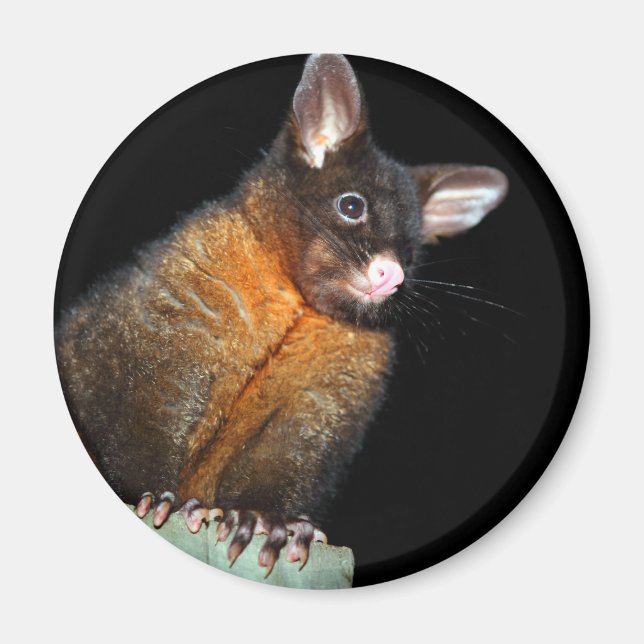 Possum in der Nacht Magnet (Vorne)