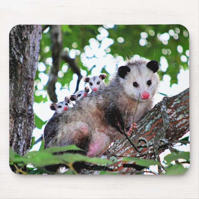 Possum, Mama und Babys Mousepad (Vorne)