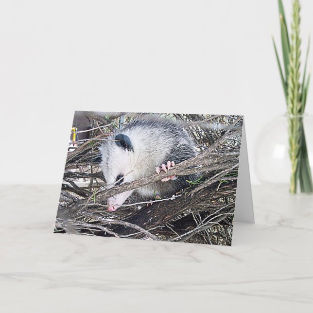 Possum Opossum Karte (Vorderseite)