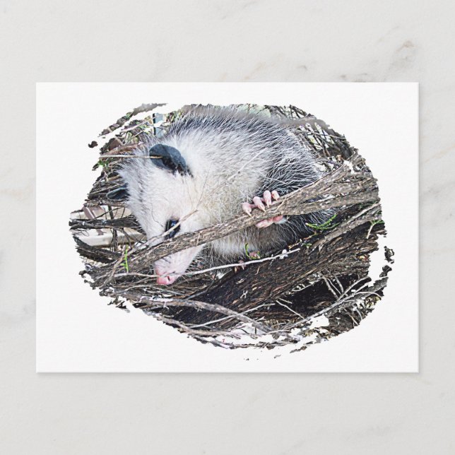 Possum Opossum Postkarte (Vorderseite)