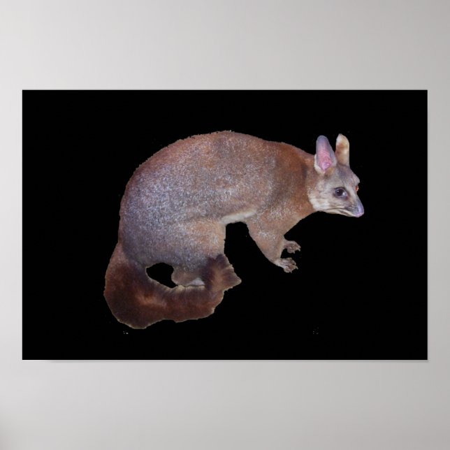 Possum Poster (Vorne)