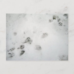Possum Prints Postkarte