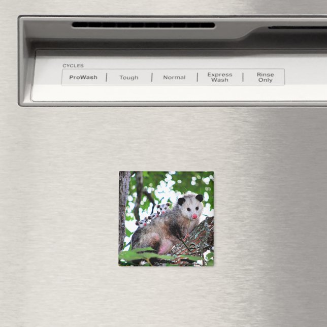Possum und Babys Magnet (In Situ (Geschirrspüler))