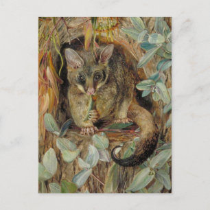 Possum up a Gum Tree by Marianne North Postkarte