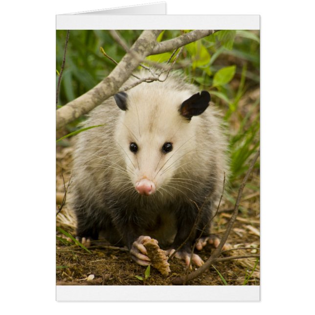 Possummen sind Hübsch - Opossum Didelphimorphie (Vorne)