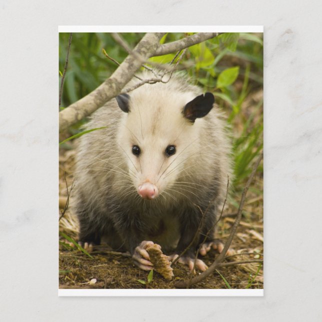 Possummen sind Hübsch - Opossum Didelphimorphie Postkarte (Vorderseite)