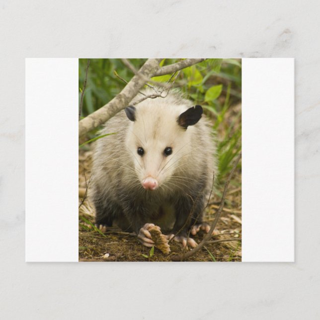 Possummen sind Hübsch - Opossum Didelphimorphie Postkarte (Vorderseite)