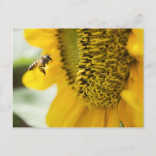 Post Card für Bienen und Sonnenblumen Postkarte