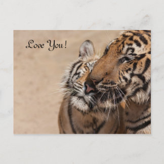 Post Card - Tiger - Tiger Tempel Thailand Postkarte