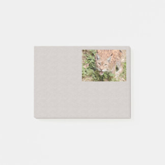 Post-it-Foto-Katze , Luchs , Tiere Post-it Klebezettel