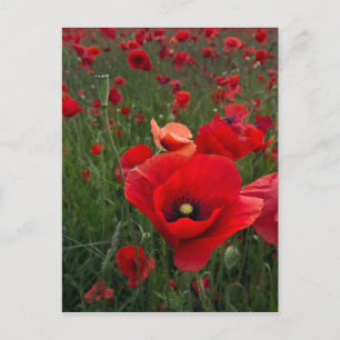 POST-Karte für Mohnfelder Postkarte